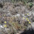 Les premières jonquilles