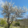 Pirussier ou Pyrus Spinoza ( petites poires non comestibles)