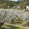 Cerisiers en fleurs